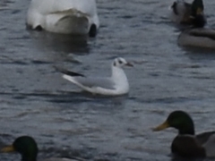 Chroicocephalus ridibundus