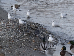 Chroicocephalus ridibundus