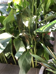 Puccinia thaliae