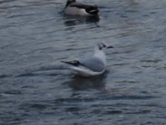 Chroicocephalus ridibundus