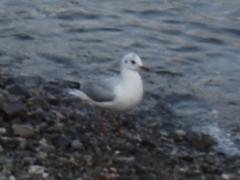 Chroicocephalus ridibundus