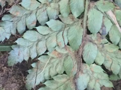 Polystichum polyblepharum