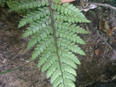 Polystichum polyblepharum