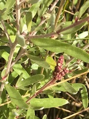 Atriplex paludosa