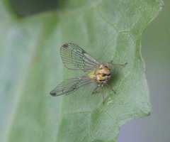 Paricanini