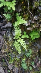 Asplenium tenuicaule
