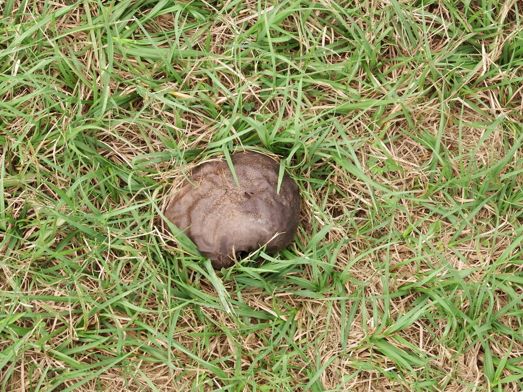 Calvatia lilacina · December 2020 · photo: © vole (iNaturalist, cc-by)