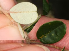 Pomaderris vacciniifolia