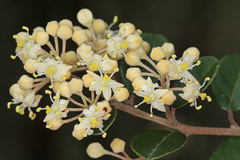 Pomaderris vacciniifolia