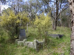 Pomaderris vacciniifolia