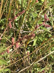 Atriplex paludosa