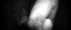 Caracal caracal nubicus