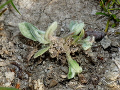 Pseudognaphalium ephemerum