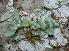 Pseudognaphalium ephemerum