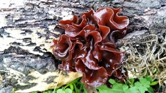 Phaeotremella foliacea