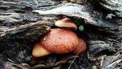 Gymnopilus thiersii