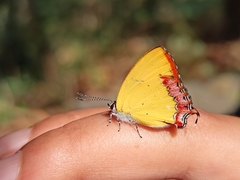 Heliophorus brahma