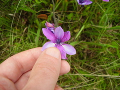 Babiana angustifolia