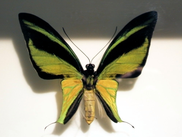 Southern Tailed Birdwing