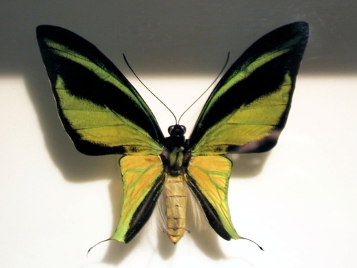 Southern Tailed Birdwing