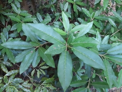 Photinia davidiana