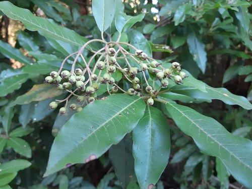 Photinia davidiana