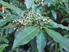 Photinia davidiana
