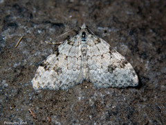 Helastia alba