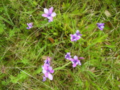 Babiana angustifolia