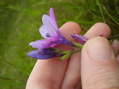 Babiana angustifolia
