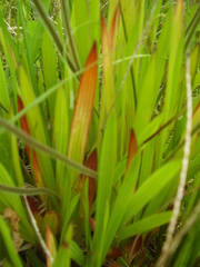 Babiana angustifolia