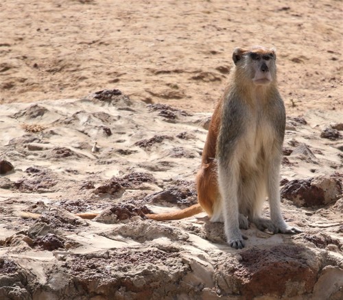 Western Patas Monkey