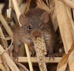 Arvicanthis niloticus