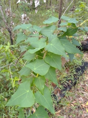 Echinostephia aculeata