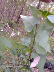 Echinostephia aculeata