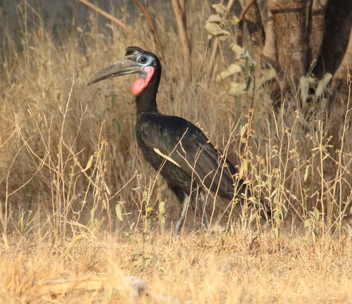 Abyssinian Ground-Hornbill