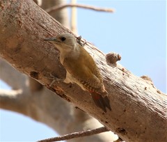 Chloropicus goertae