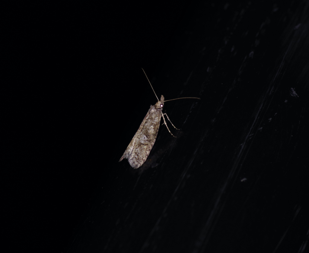 Ellabella melanoclista