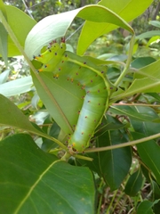 Opodiphthera eucalypti