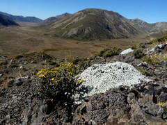 Helichrysum parvifolium
