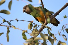 Poicephalus senegalus senegalus