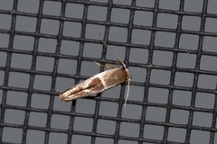 Stathmopoda megathyma