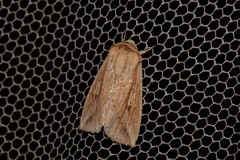 Mythimna decisissima