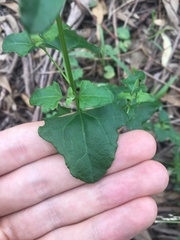 Chenopodium robertianum