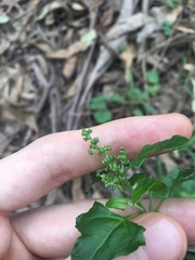 Chenopodium robertianum