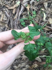 Chenopodium robertianum