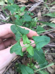 Chenopodium robertianum