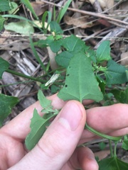 Chenopodium robertianum