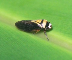 Hemiaufidus peninsularis