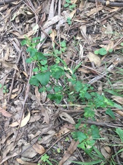 Chenopodium robertianum